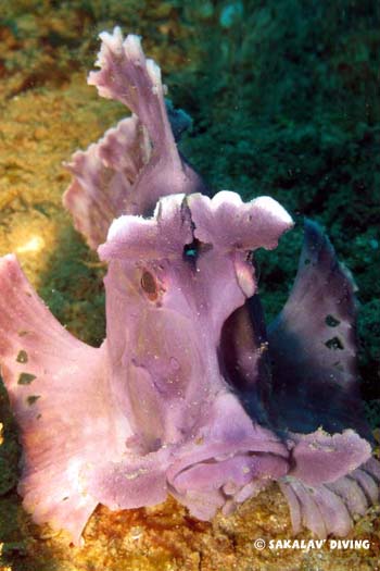 Rhinopias eschmeyeri Nosy Be